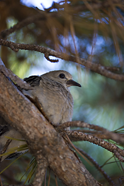 Dove Branch