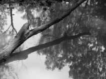 Reflections of a Branch