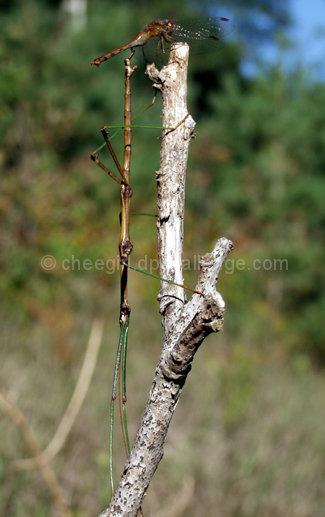 Stick With Me