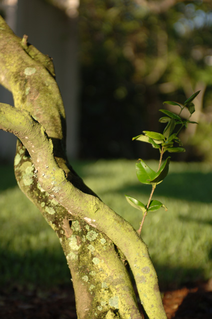 New Life