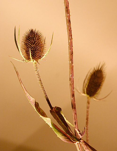 Branching Thistle