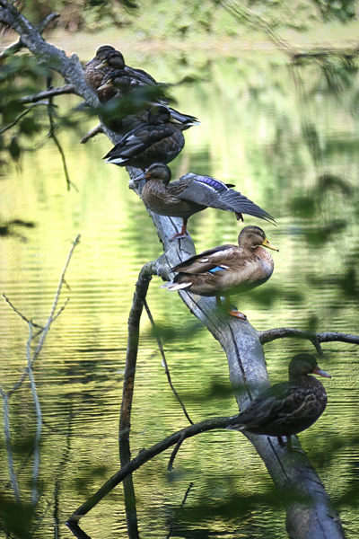 Sleeping Ducks