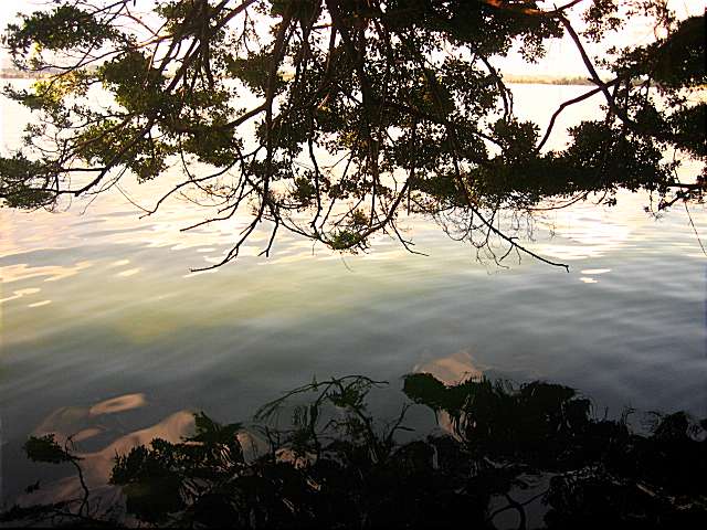 Silhouettes in Nature