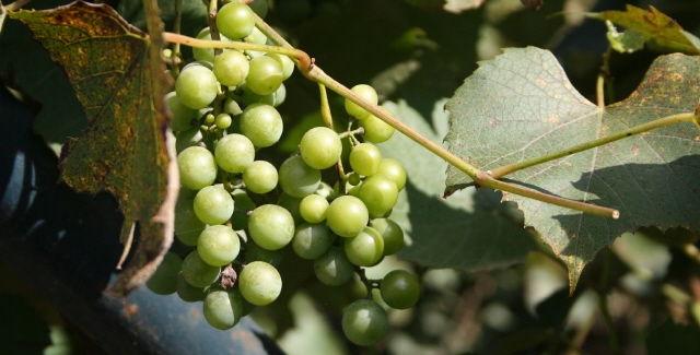 Future Wine on a Branch