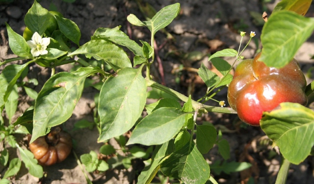 Flower and Fruit on the Same Branch