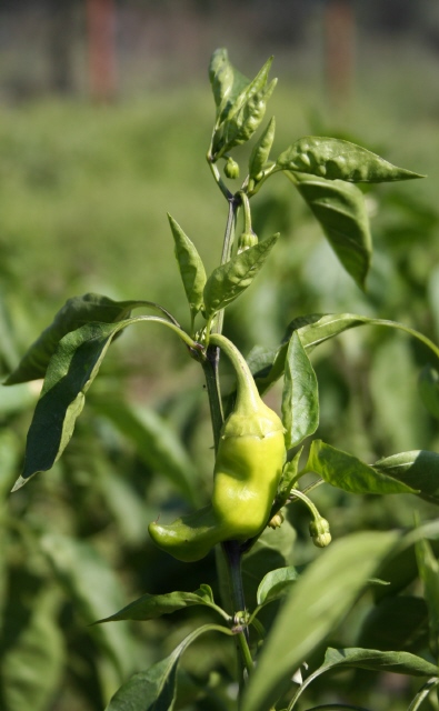 Green Hot Chilly Pepper