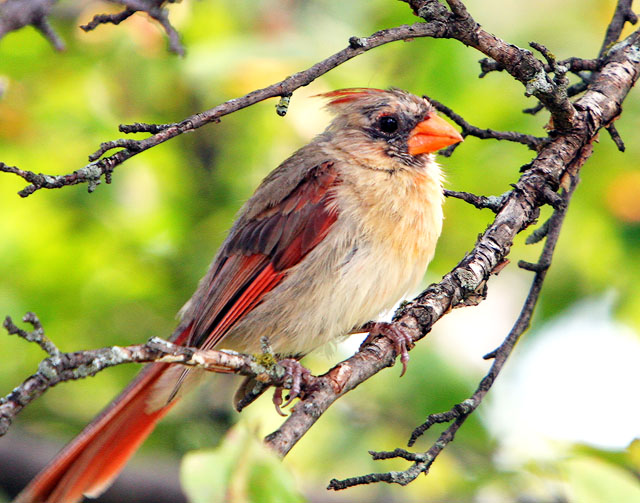 Cardinal's Perch