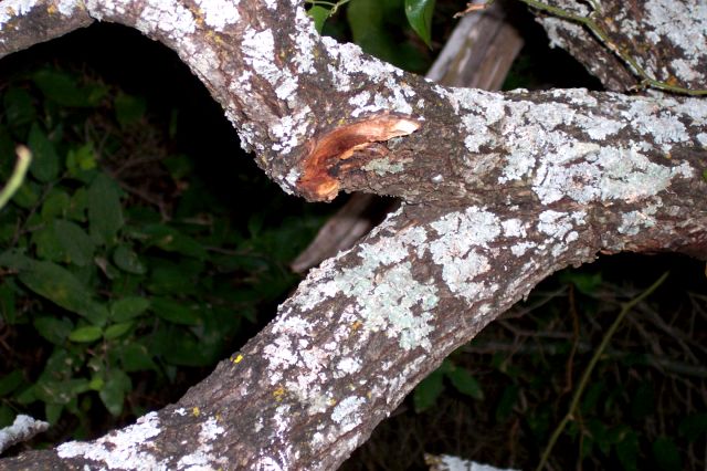 Wounded Branch