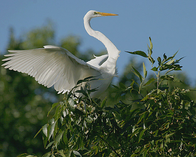 Tree-Top Landing