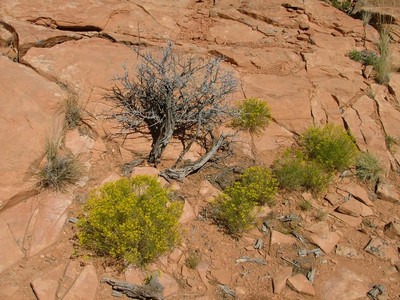 Dead Branch Surrounded by Flowers