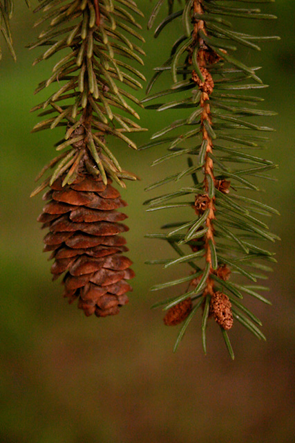 Young Branch