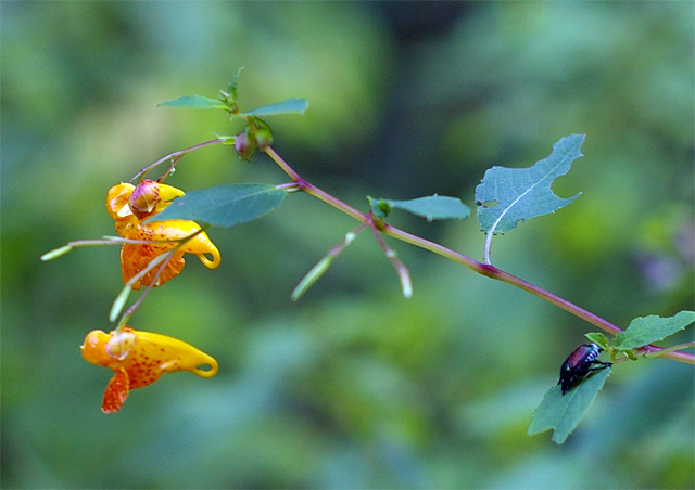 Branch of Jewel