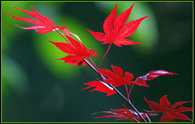 Fiery japanese maple branch