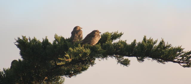 Out on a limb