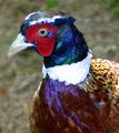 Ringneck portrait in full color