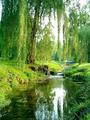 Frog's-Eye-View