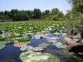 Frogs-Eye View