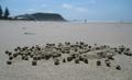 Massive crab balls threaten city