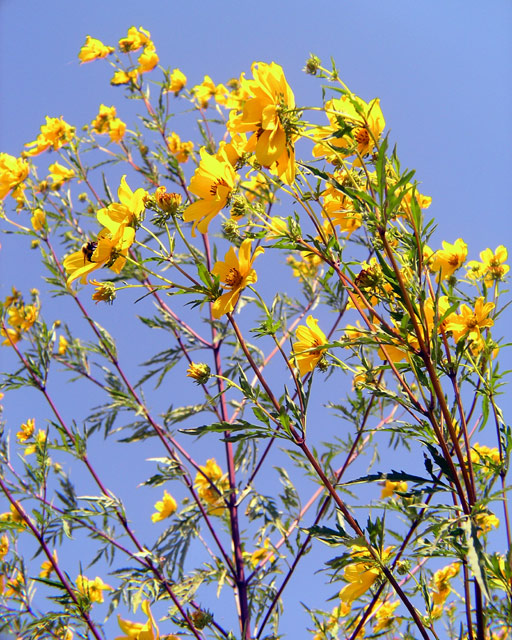 Yellow Flowers, Blue Sky