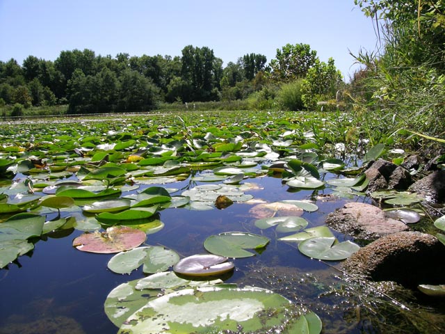 Frogs-Eye View