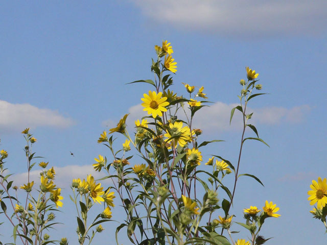 A Bee's Eye View (and a fellow bee)