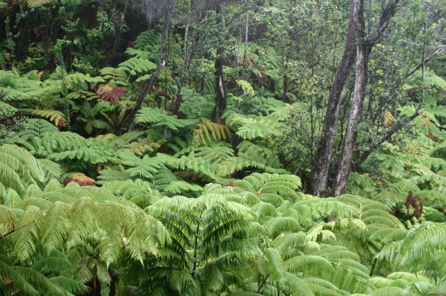 On top of the rain forest