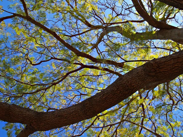 Looking Skyward