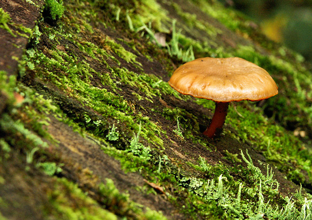 lone fungus