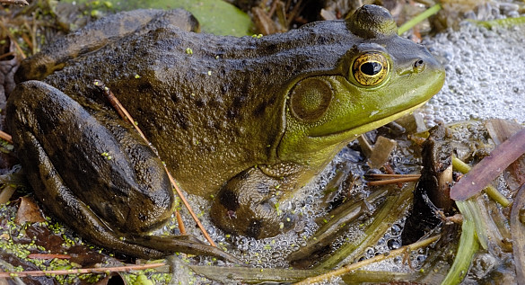 frog bath