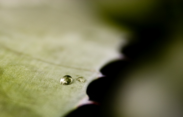 Alone in the green