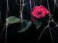 Sparkling Rose