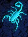 Black Light Scorpion