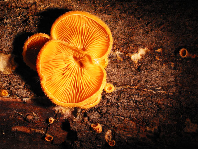 Night Mushrooms