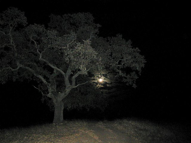 Light the Light Thru the Tree