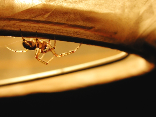 Spider on Lampshade