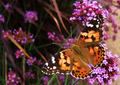 Nectar