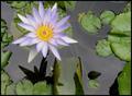 Lily Pond Flower