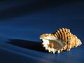 Two Shells