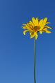 Sunflower and Sky