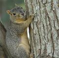 A Tree Hugger