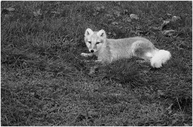 Foxy lady