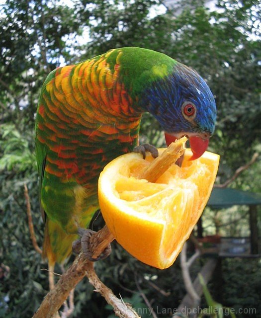 Tropical Bird