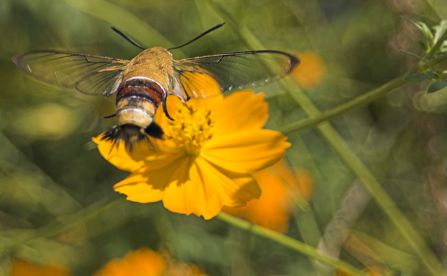 Pellucid Hawk Moth