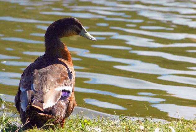 Minding His Gaggle