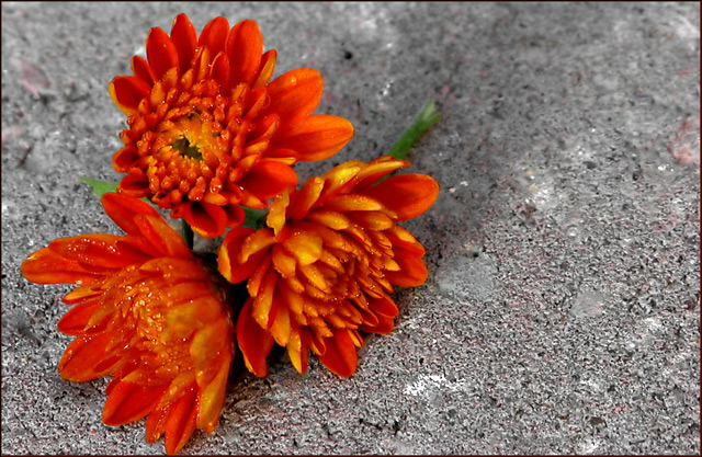 Three Orange Mum Buds
