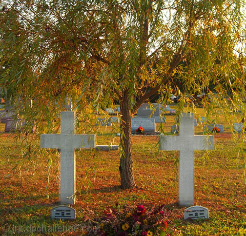  Under The Shade Tree Forever