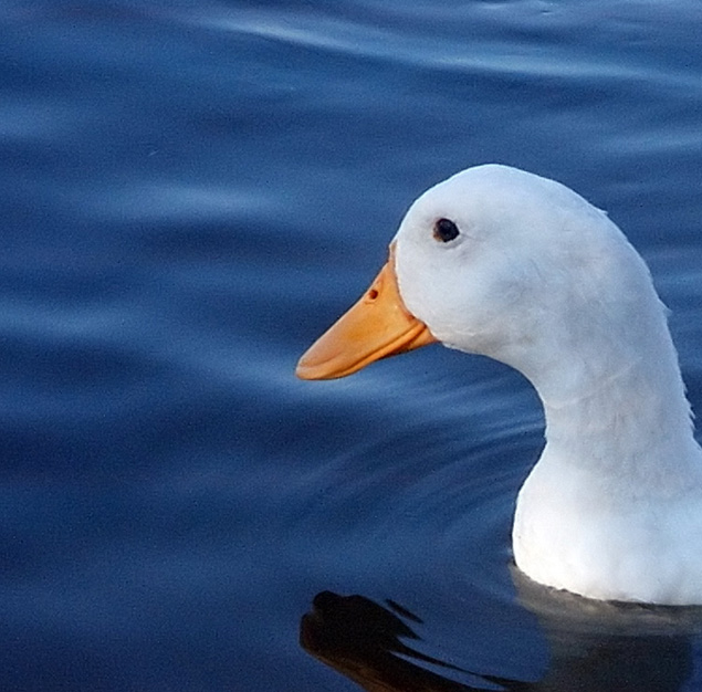 Duck Considers Lawsuit For Wrongful Termination. Aflac Denies Claim.