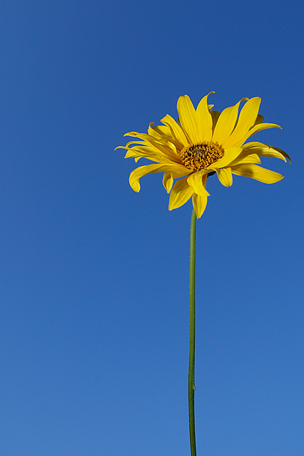 Sunflower and Sky