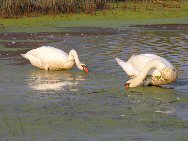 Swans In the Duckweed