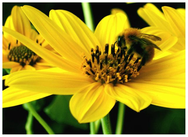 black, green and yellow rule in my garden